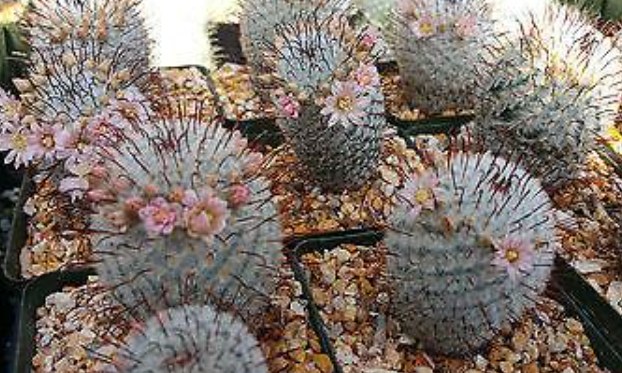 Mammillaria perez de la rosae 10 Pieces Seeds