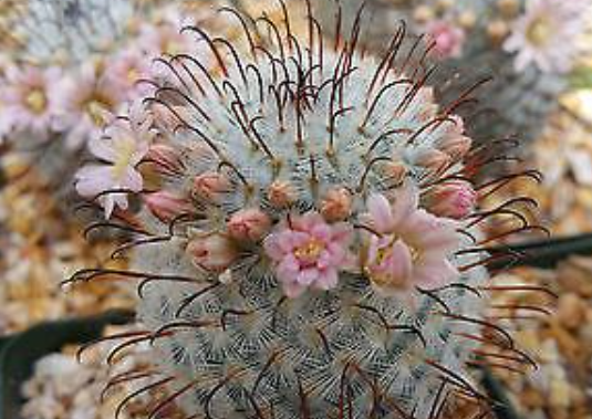 Mammillaria perez de la rosae 10 Pieces Seeds