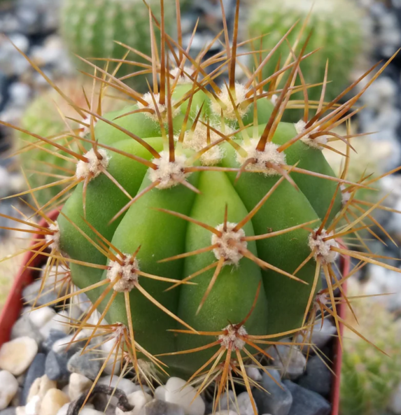 Echinopsis terscheckii 10 Pieces Seeds