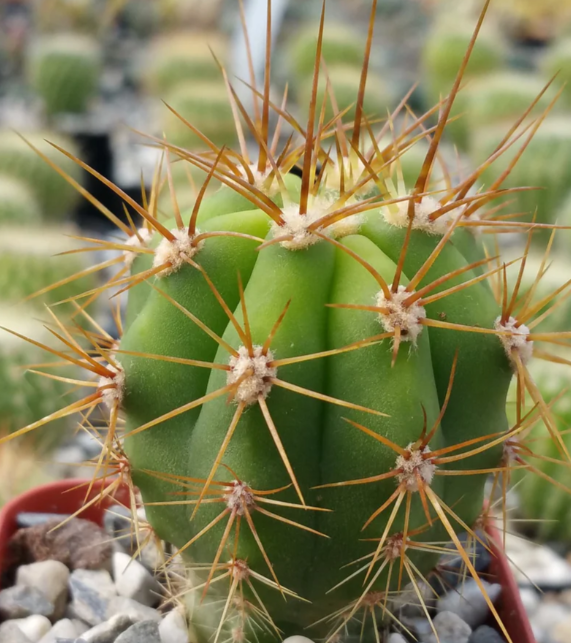 Echinopsis terscheckii 10 Pieces Seeds