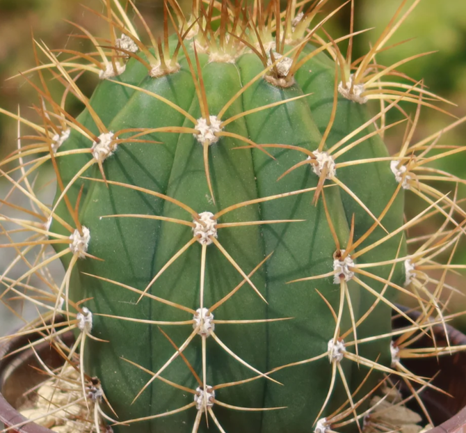Echinopsis terscheckii 10 Pieces Seeds