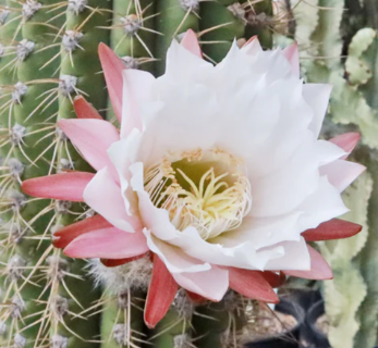 Echinopsis terscheckii 10 Pieces Seeds