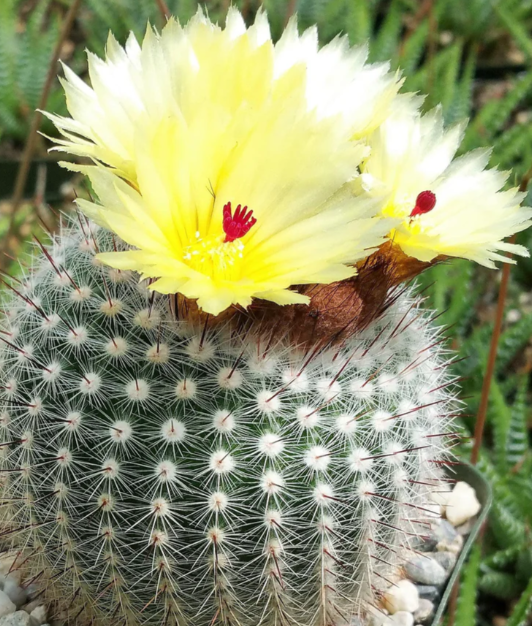Parodia scopa 20 Pieces Seeds