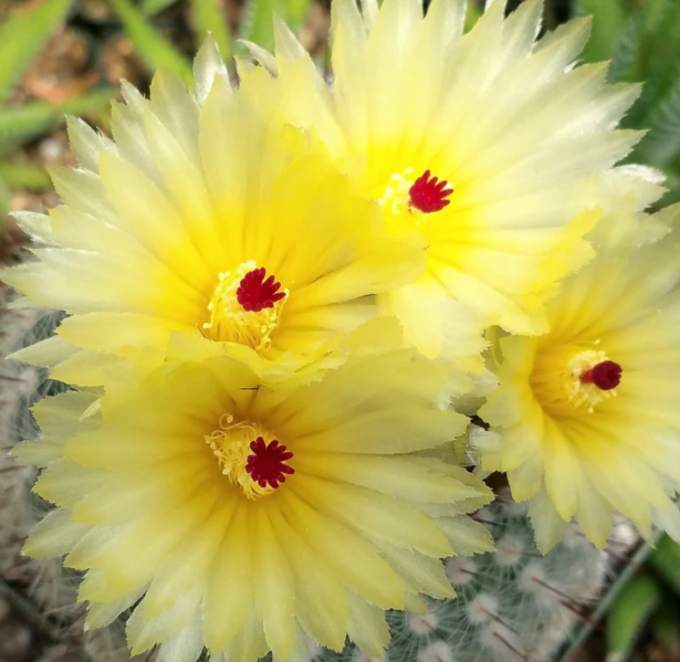 Parodia scopa 20 Pieces Seeds