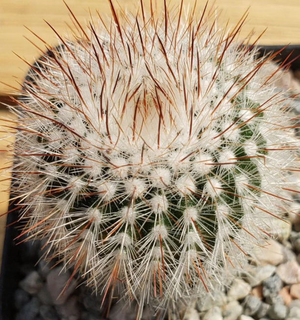 Parodia scopa 20 Pieces Seeds