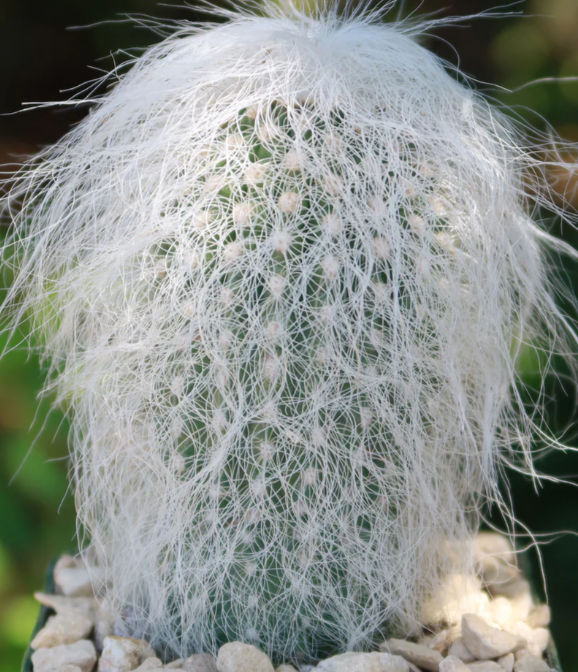Cephalocereus senilis 10 Pieces Seeds