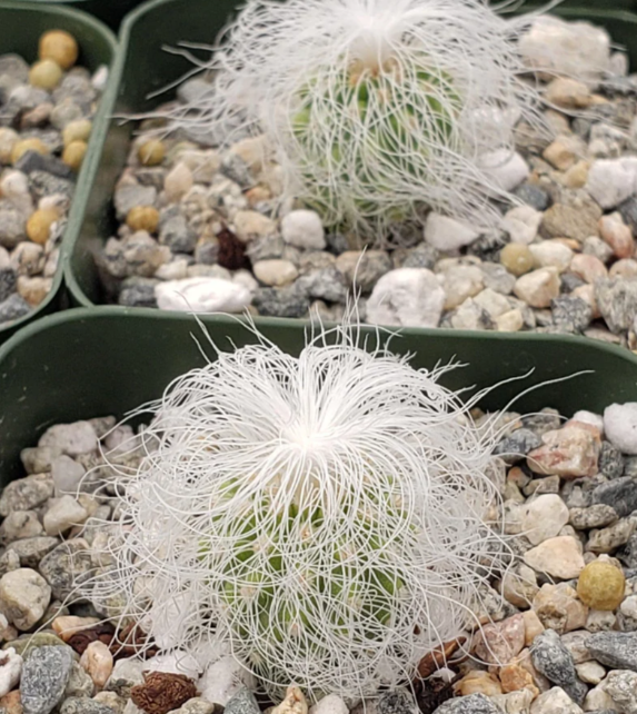 Cephalocereus senilis 10 Pieces Seeds