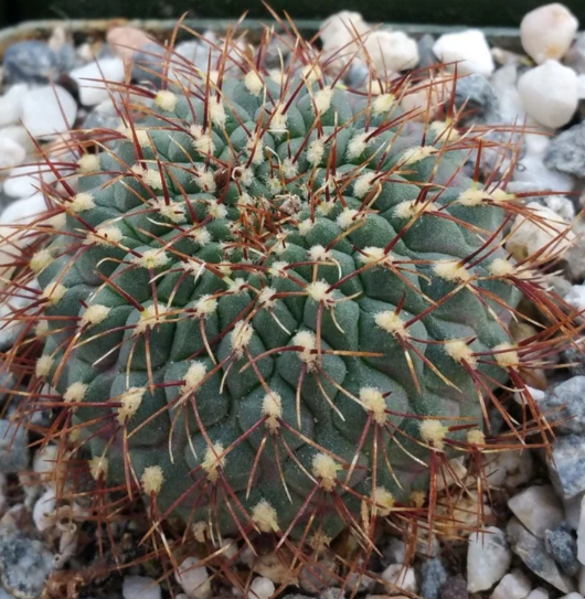 Sulcorebutia pulchra 10 Pieces Seeds