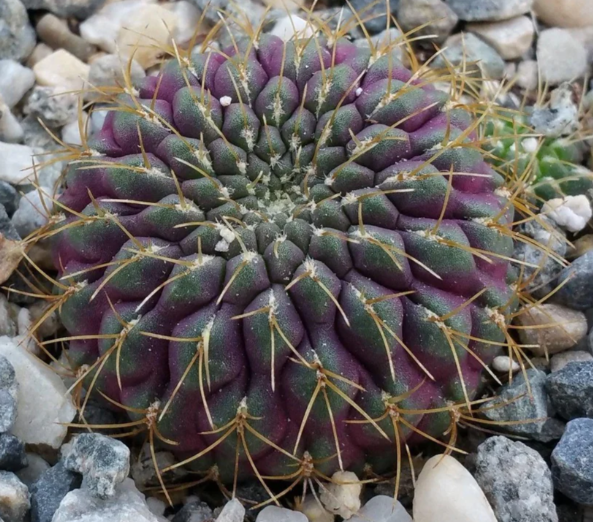 Sulcorebutia pulchra 10 Pieces Seeds