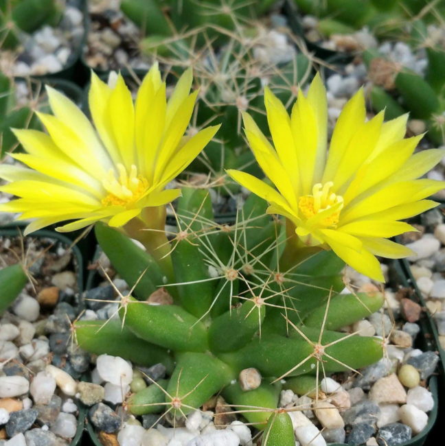 Mammillaria longimamma 10 Pieces Seeds