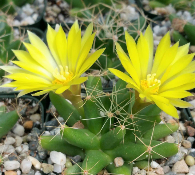 Mammillaria longimamma 10 Pieces Seeds