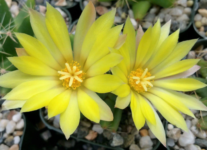 Mammillaria longimamma 10 Pieces Seeds