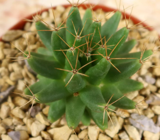 Mammillaria longimamma 10 Pieces Seeds
