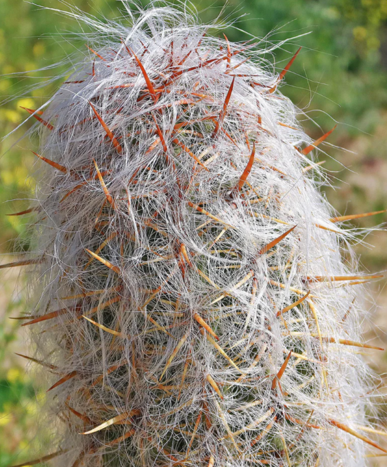 Oreocereus celsianus 15 Pieces Seeds