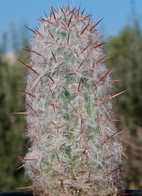 Oreocereus celsianus 15 Pieces Seeds