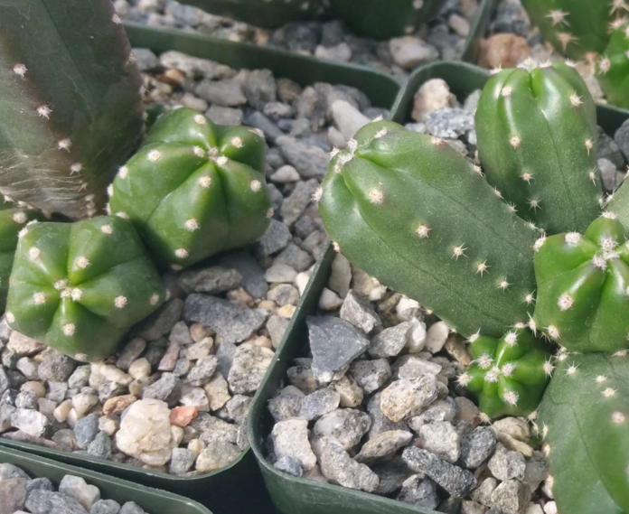 Echinocereus gentry 10 Pieces Seeds