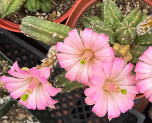 Echinocereus gentry 10 Pieces Seeds
