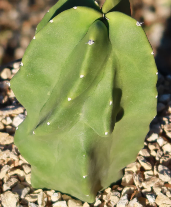 'Pachycereus schottii 'monstrosus' 10 Pieces Seeds
