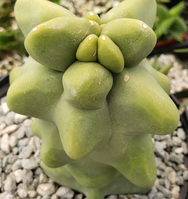 'Pachycereus schottii 'monstrosus' 10 Pieces Seeds