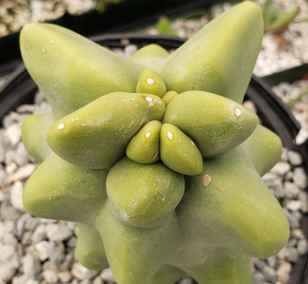 'Pachycereus schottii 'monstrosus' 10 Pieces Seeds