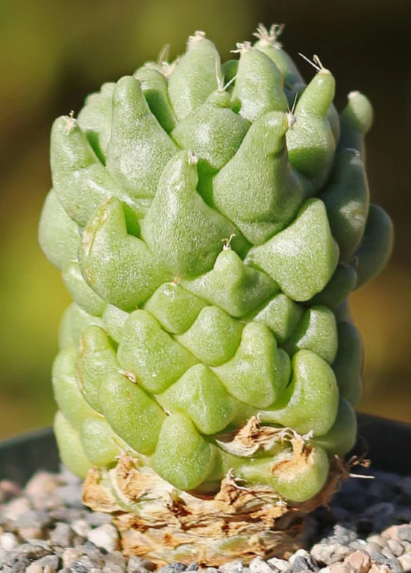 Dolichothele longimamma 'monstruosa' 10 Pieces Seeds