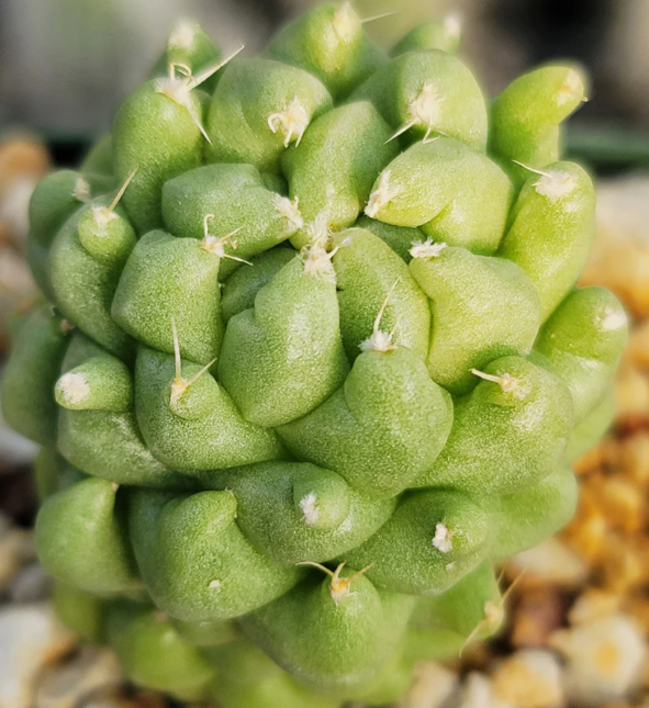 Dolichothele longimamma 'monstruosa' 10 Pieces Seeds