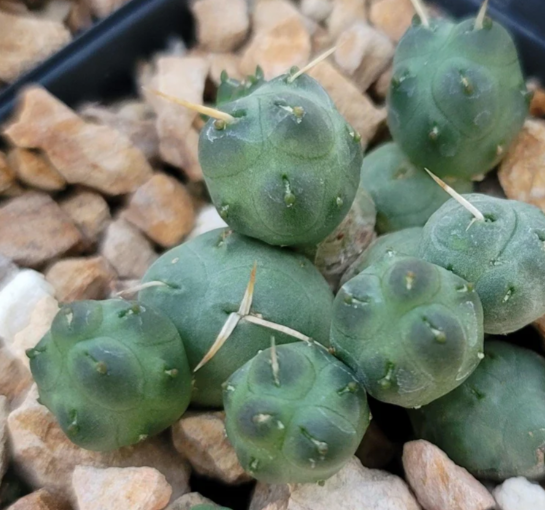 Maihueniopsis subterranea 10 Pieces Seeds