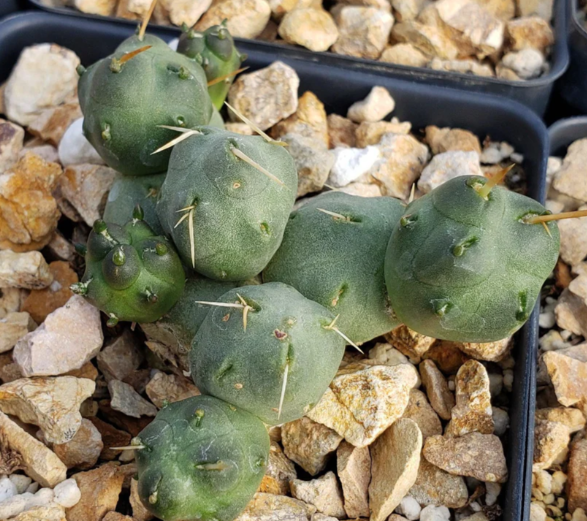 Maihueniopsis subterranea 10 Pieces Seeds