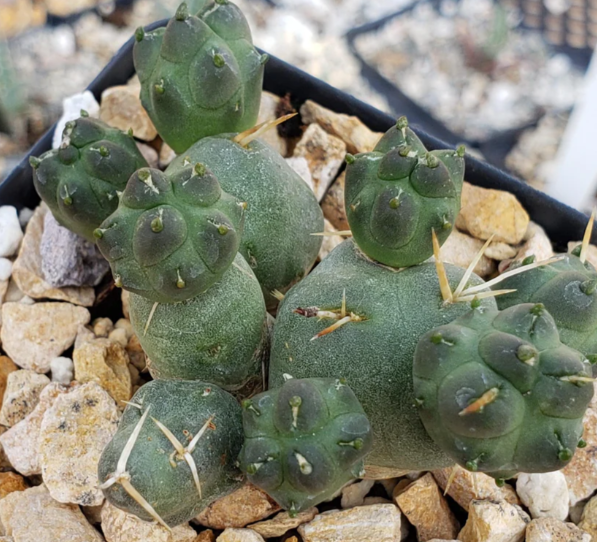 Maihueniopsis subterranea 10 Pieces Seeds