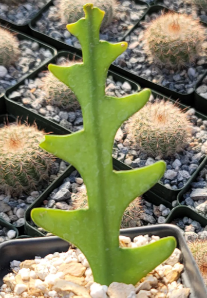 Selenicereus anthonyanus 10 Pieces Seeds