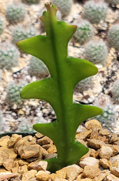 Selenicereus anthonyanus 10 Pieces Seeds