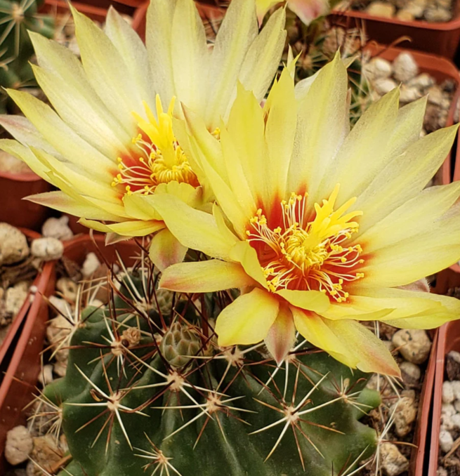 Hamatocactus setispinus 10 Pieces Seeds