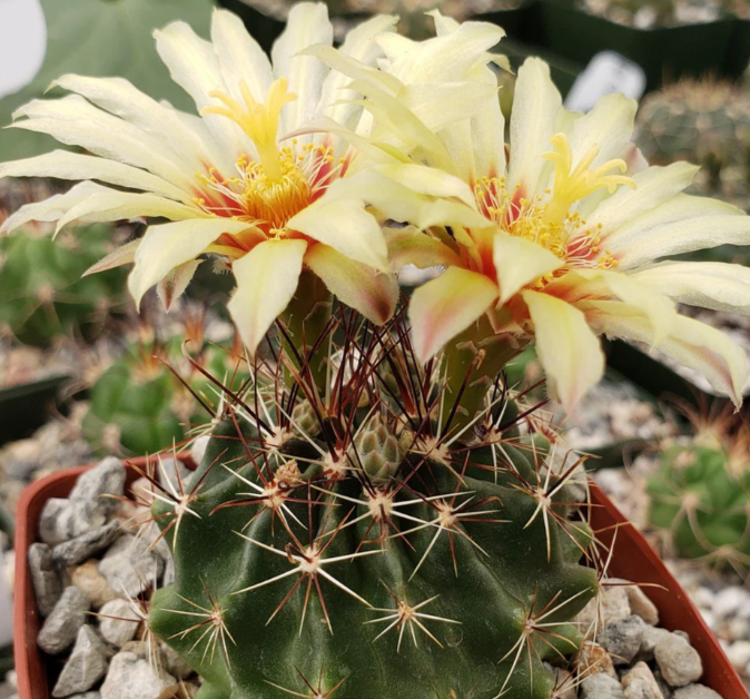 Hamatocactus setispinus 10 Pieces Seeds