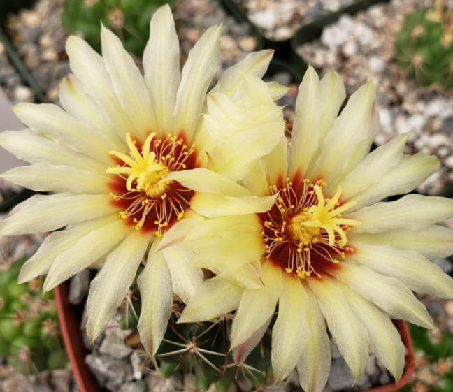 Hamatocactus setispinus 10 Pieces Seeds