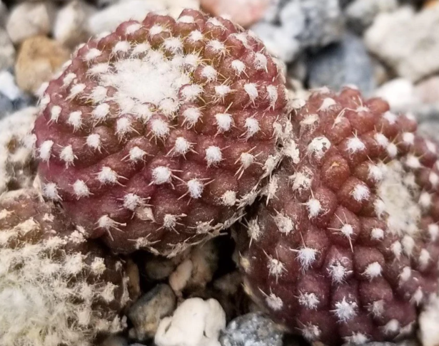 Copiapoa Laui 10 Pieces Seeds
