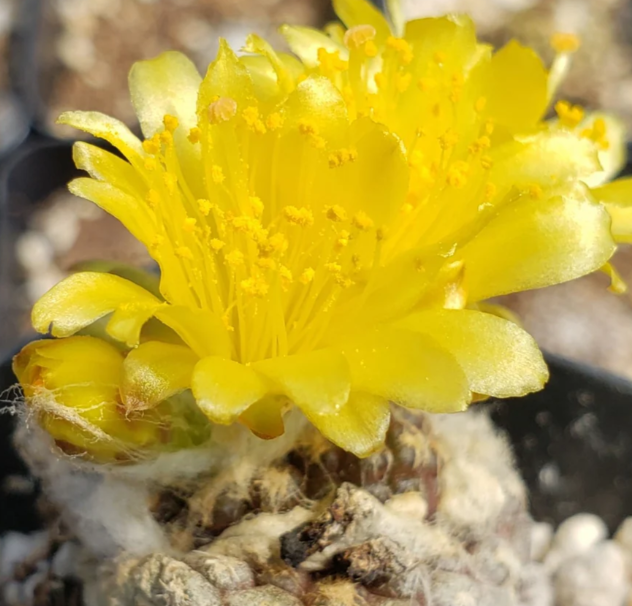 Copiapoa Laui 10 Pieces Seeds