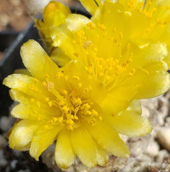 Copiapoa Laui 10 Pieces Seeds