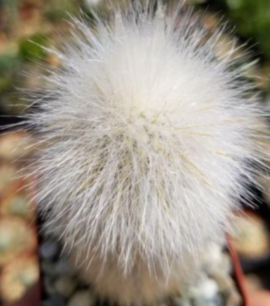 Cleistocactus strausii 10 Pieces Seeds