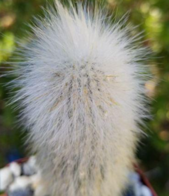 Cleistocactus strausii 10 Pieces Seeds