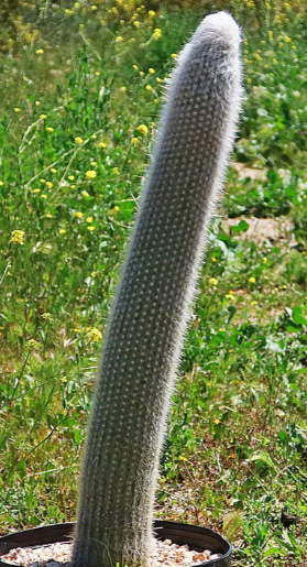 Cleistocactus strausii 10 Pieces Seeds