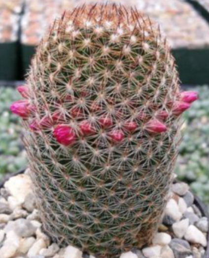 Mammillaria matudae 10 Pieces Seeds