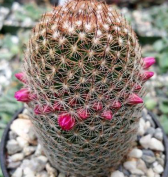Mammillaria matudae 10 Pieces Seeds