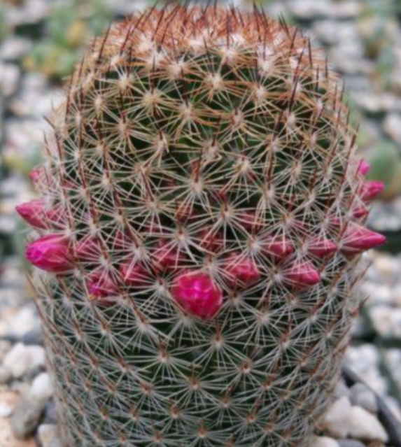 Mammillaria matudae 10 Pieces Seeds
