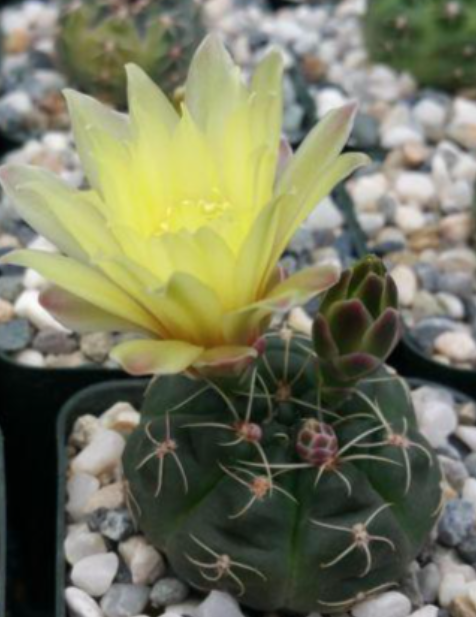 Gymnocalycium andreae 10 Pieces Seeds