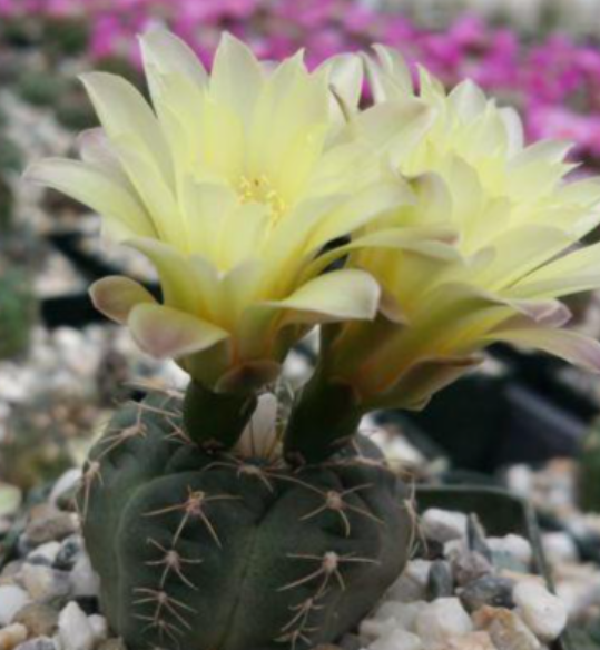 Gymnocalycium andreae 10 Pieces Seeds