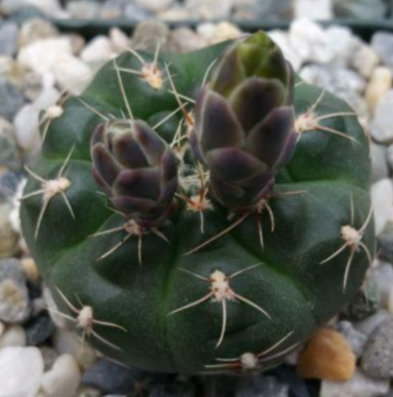 Gymnocalycium andreae 10 Pieces Seeds
