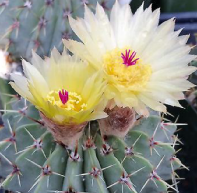 Notocactus buiningii 10 Pieces Seeds