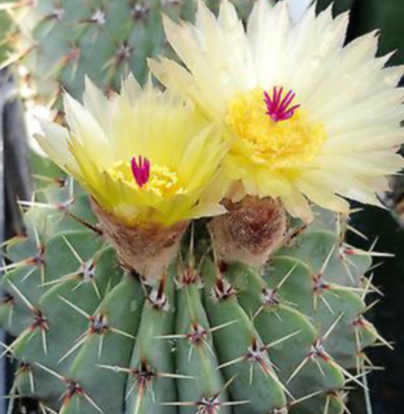 Notocactus buiningii 10 Pieces Seeds