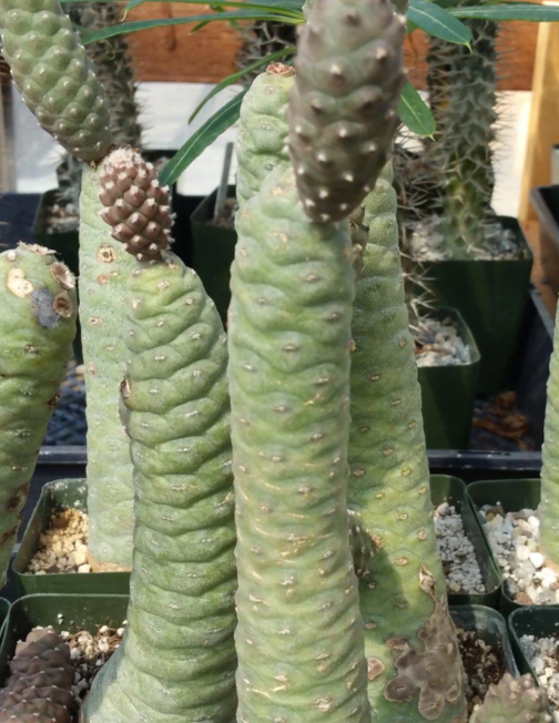 Tephrocactus articulatus 10 Pieces Seeds