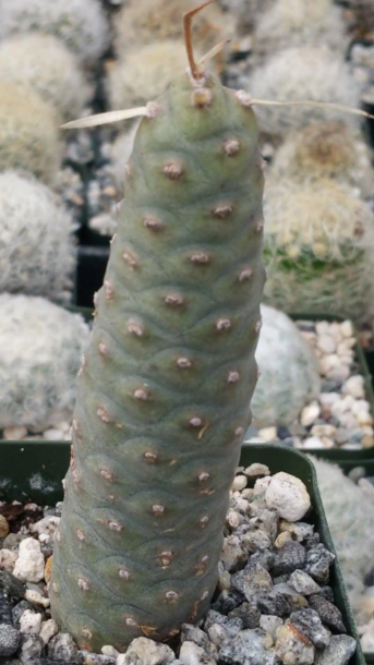 Tephrocactus articulatus 10 Pieces Seeds